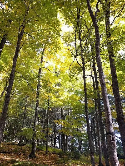 Loon Campground Picture 1