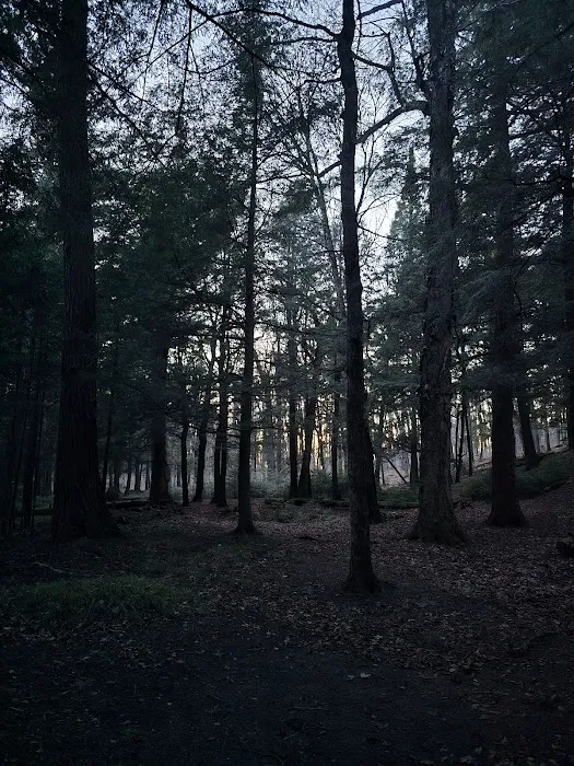 Birch Campground Picture 10