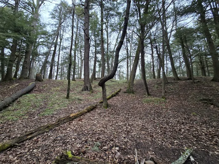 Birch Campground Picture 2