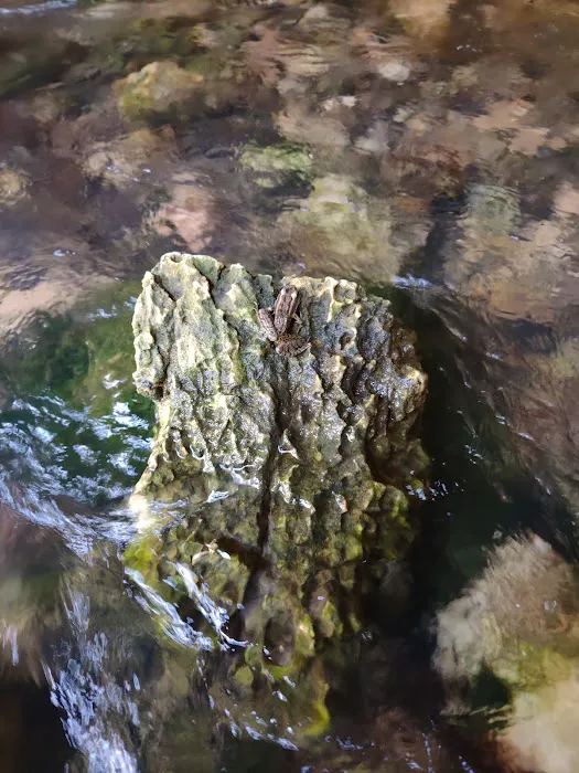 North Fork River Ranch Picture 1