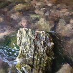 North Fork River Ranch