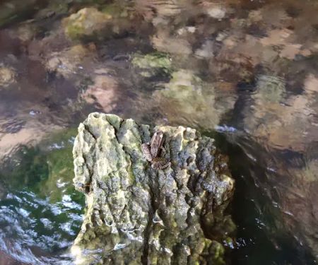 North Fork River Ranch