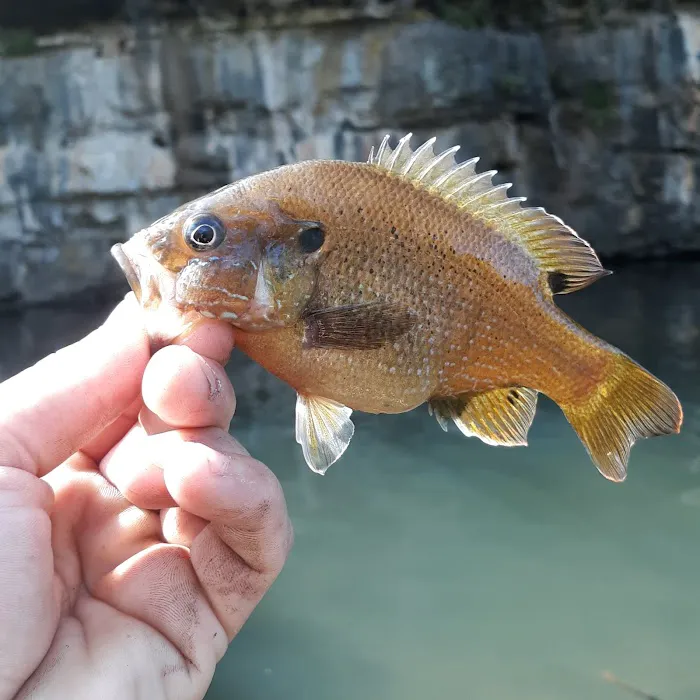 Noblett Lake Campground Picture 8