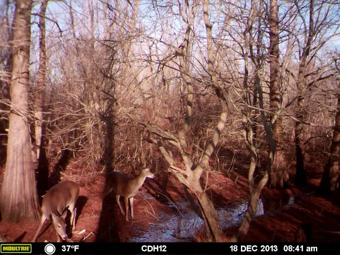 The Gin RV Parking, Camp Sites and Tiny Shack Picture 10