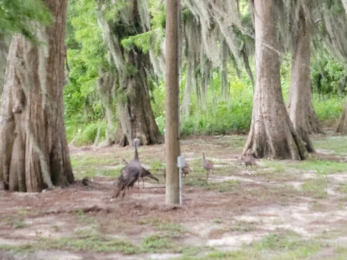 Lake Arbuckle Park and Campground Picture 2