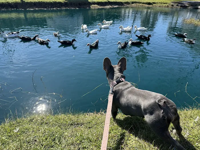 Oasis At Zolfo Springs Picture 2