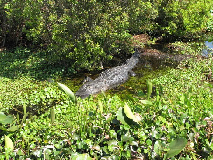 Grape Hammock Fish Camp & Airboat Rides Picture 10