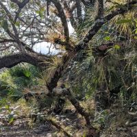 KICCO - Packingham Campsite ico