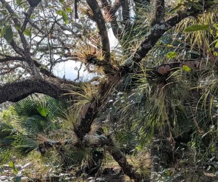 KICCO - Packingham Campsite