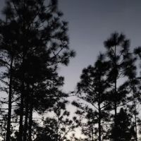 Camp Bushy Beaver ico