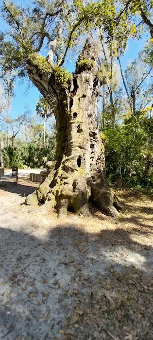Youth Camp, Highlands Hammock State Park Picture 1