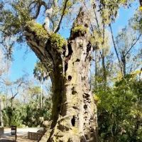 Youth Camp, Highlands Hammock State Park ico