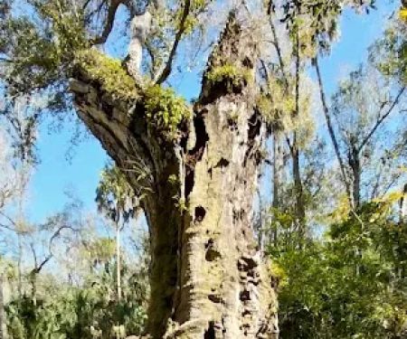 Youth Camp, Highlands Hammock State Park