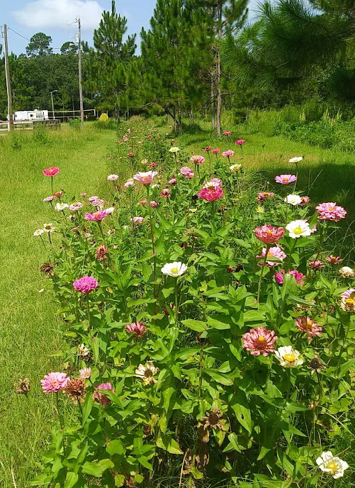 Alabama Coast Campground Picture 5