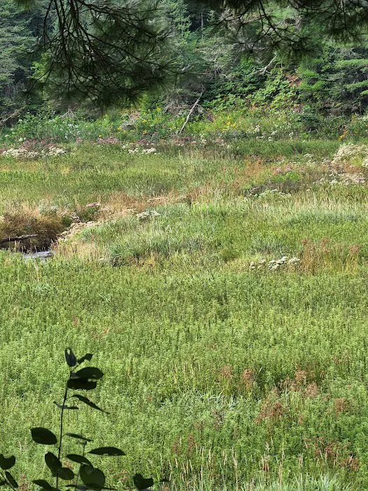 Lower Dam Lake Campground Picture 9