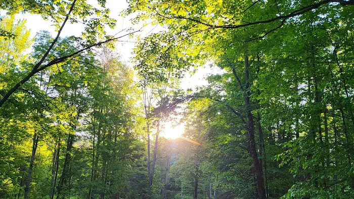 Sturgeon River Campground Picture 4