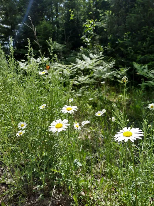 Sparrow Rapids Campground Picture 5