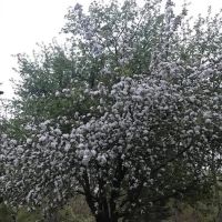 K & C Country Air Campground ico