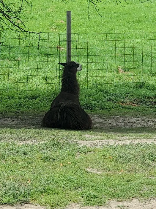 Ham Lake Resort Picture 6