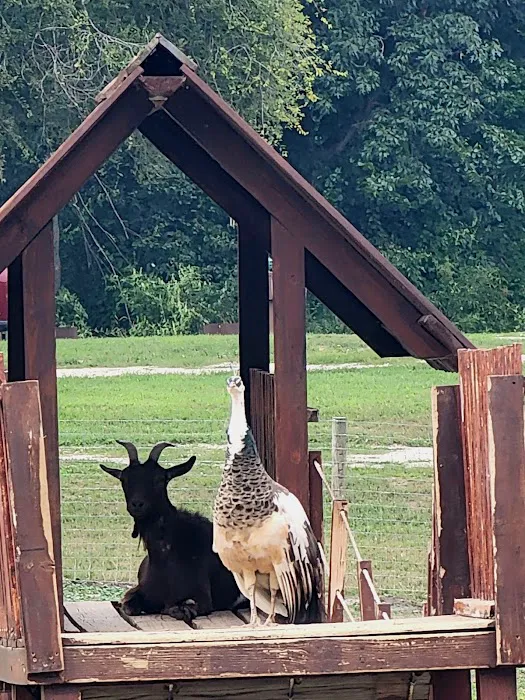 Ham Lake Resort Picture 9