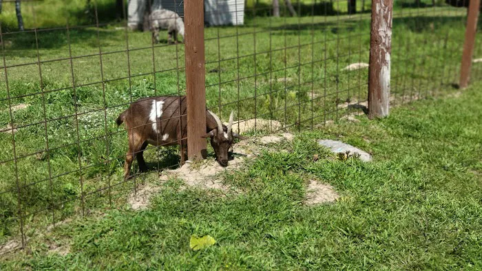 Ham Lake Resort Picture 5