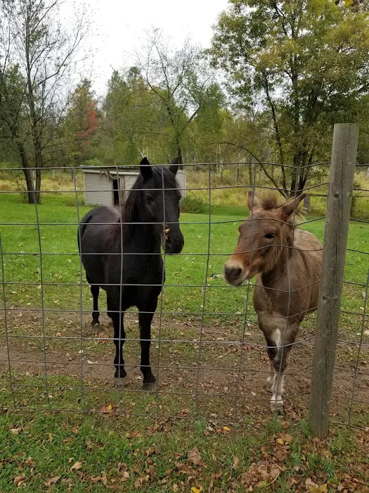 Ham Lake Resort Picture 10