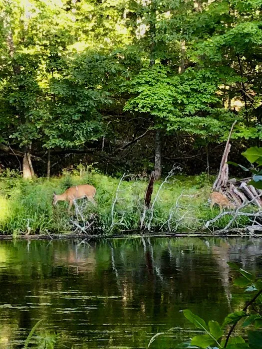 D N Campground Picture 4