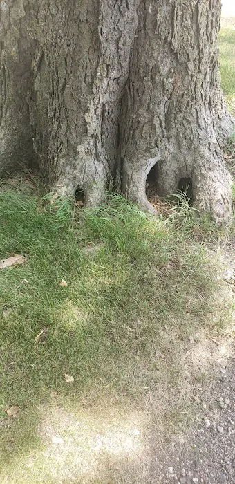 Finstad's Oak Haven Campground Picture 3