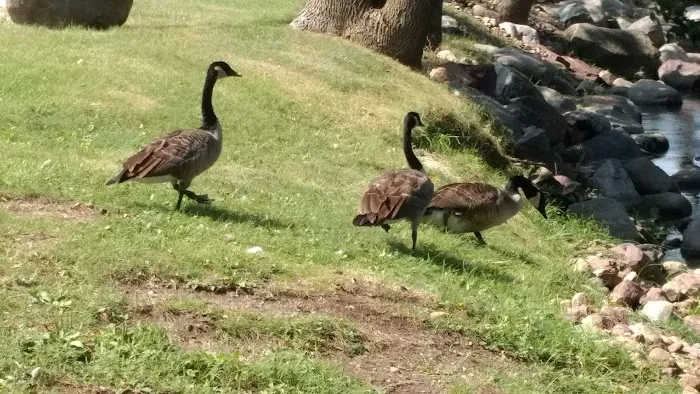 Straight Park Campground Picture 8