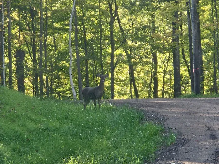 Coming Spring 2025 - Nature Calls RV Resort and Campground Picture 10