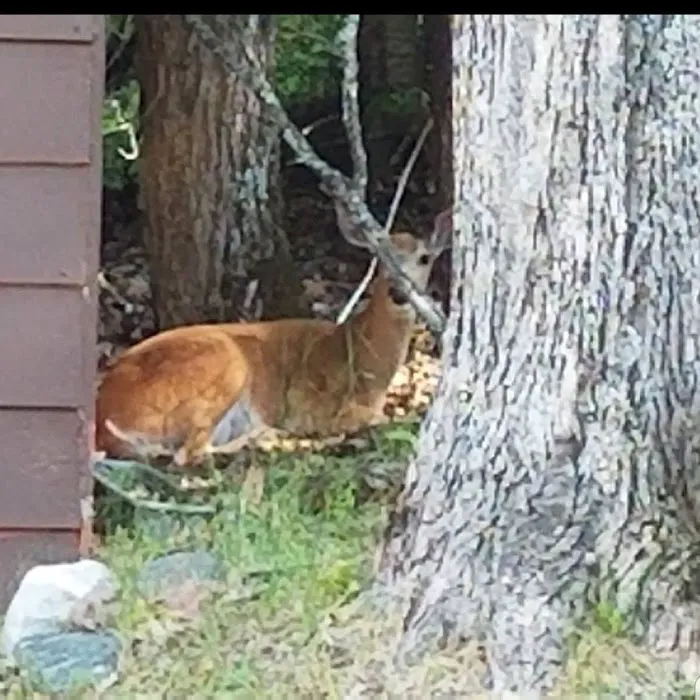 Presque Isle Campground Picture 7