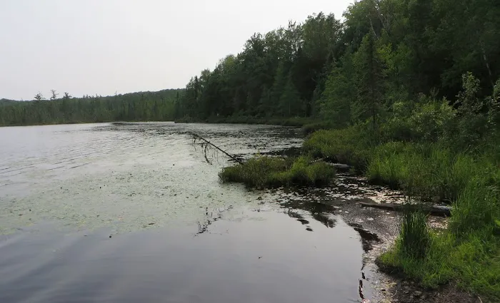 Henry Lake Campground Picture 5