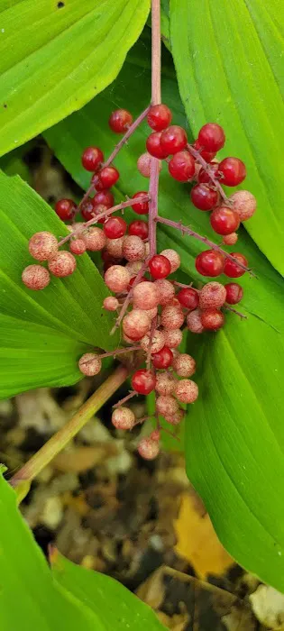 Henry Lake Campground Picture 10
