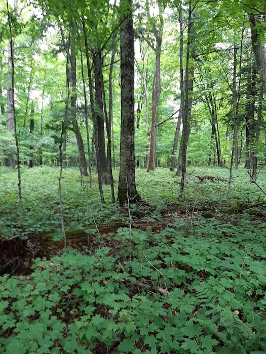 Namekagon Campground Picture 8