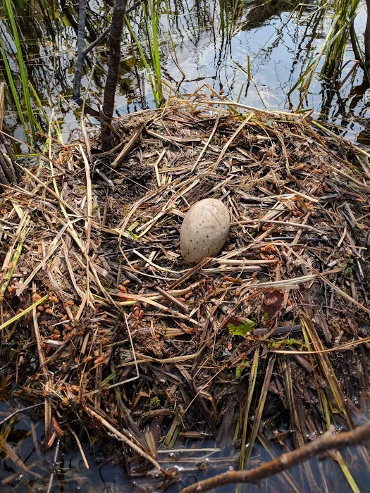 Pine Campground Picture 4