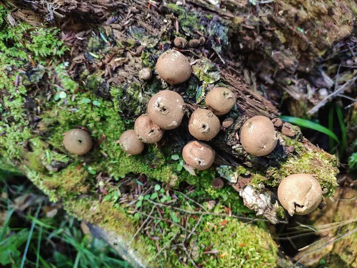 Pine Campground Picture 2