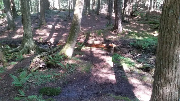 Balsam Campground Picture 1