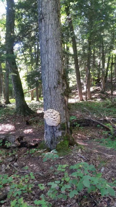 Balsam Campground Picture 2