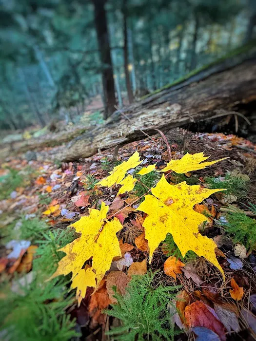 Sylvania Campground Picture 3