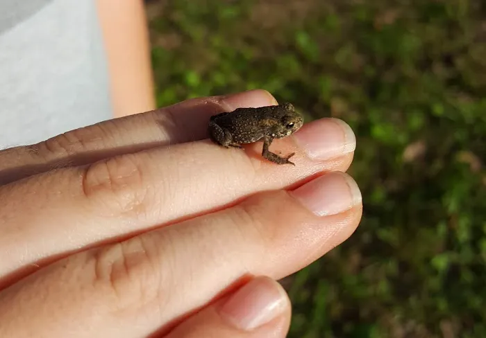 Camp Millhouser Picture 6