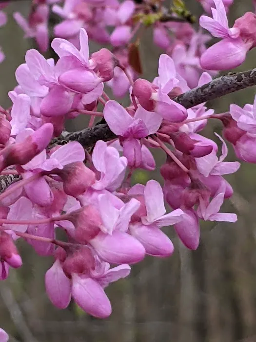 Four Seasons POA Owner Campground- Private Picture 4