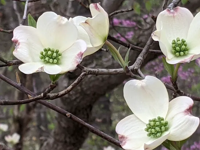 Four Seasons POA Owner Campground- Private Picture 6