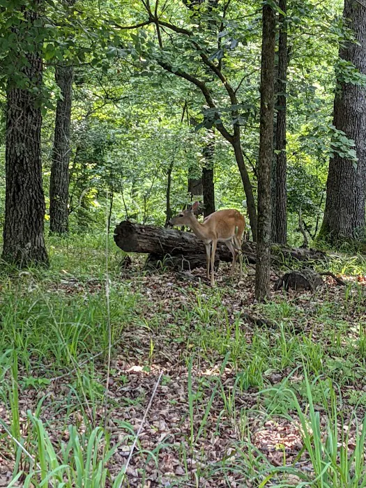 Lake of the Ozarks State Park Campgrounds Picture 4