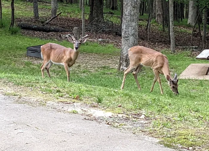 Lake of the Ozarks State Park Campgrounds Picture 7