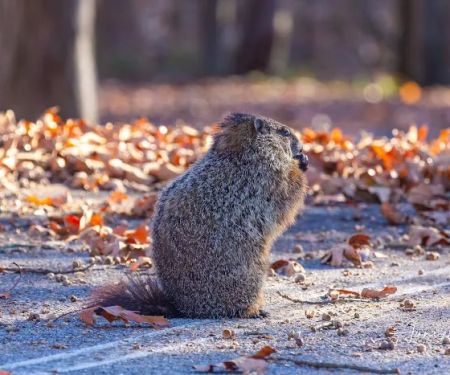 Lake of The Ozarks Campgrounds: Section 3