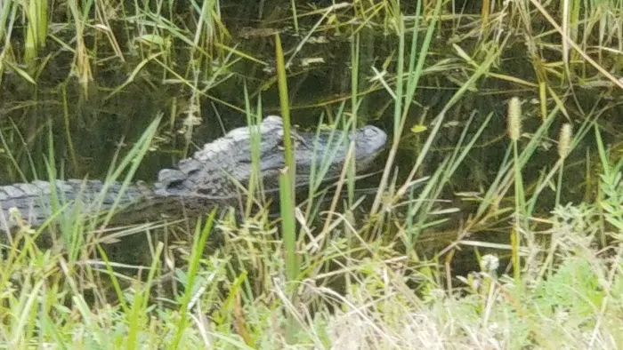 Fort Drum Marsh Conservation Area Group Camping Picture 9
