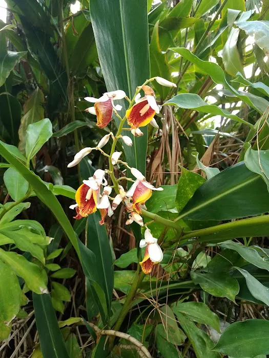 Sunnier Palms Nudist Park and Campground Picture 2