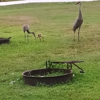 Savannas Recreation Area ico