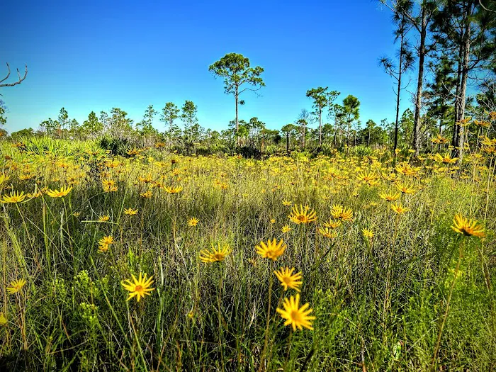 Highlands Hammock State Park Campground Picture 8