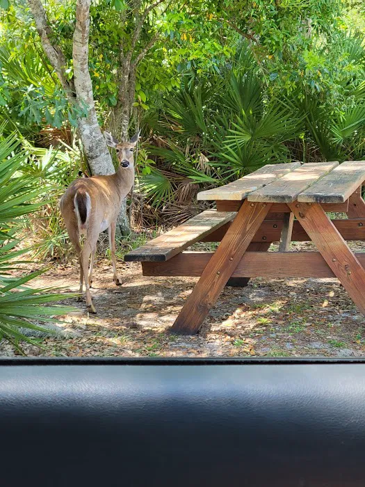 Highlands Hammock State Park Campground Picture 2